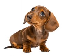 宠物寄养与看护服务