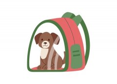 主人养宠指导与教育培训