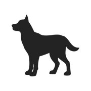 宠物健康检查与诊疗